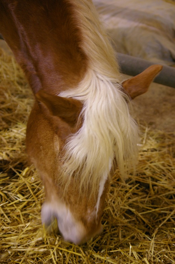 Salon de l agriculture et de la nature de l essonne: salon de l agriculture 061